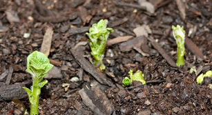 Вимога до грунтів