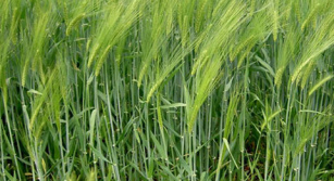 Вибір попередника