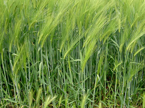 Вибір попередника