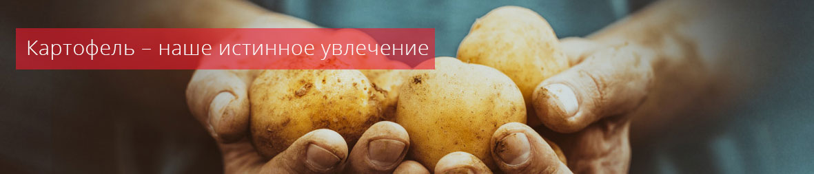 Картофель – наше истинное увлечение